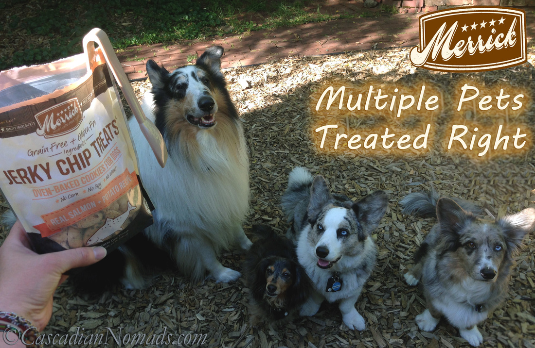 Merrick Jerky Chip Treats for four happy dogs- rough collie Huxley, miniature dachshund Wilhelm, and Cardigan Welsh Corgis Brychwyn and Morgan