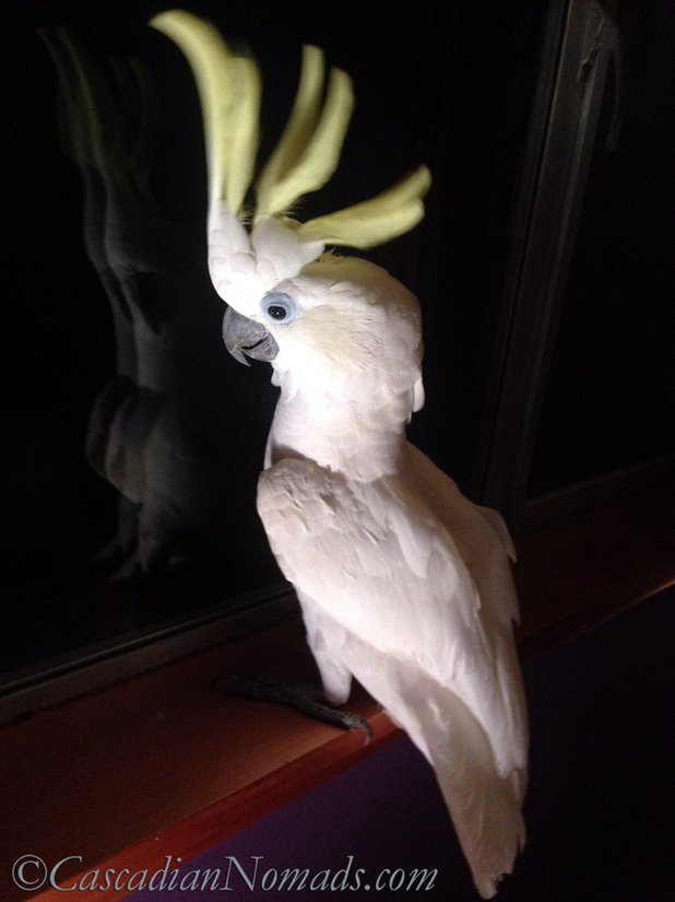 Photo of cockatoo Leo on the windowsill noticing his reflection in the window