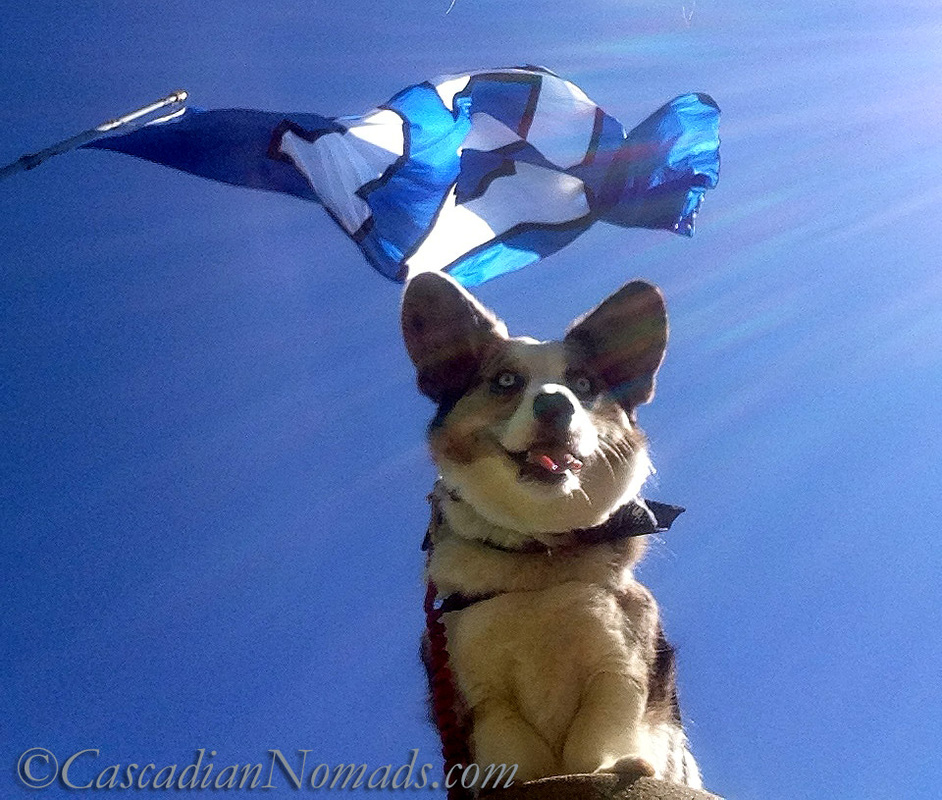 Blue Merle Cardigan Welsh Corgi dog Brychwyn and the world's largest Seattle Seahwaks 12 Flag
