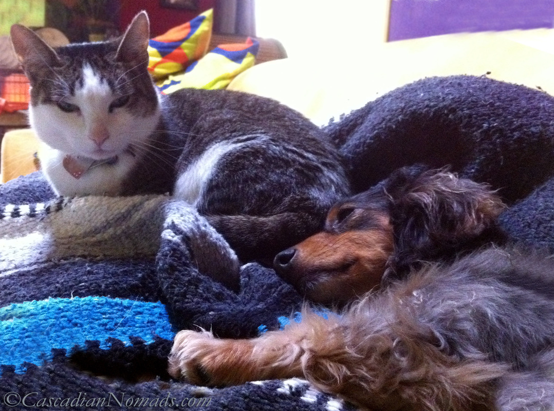 A cat and a dachsund cuddling on the couch: perhaps a human can join them once the vacuuming is done? #NeatoBestPetVacuum