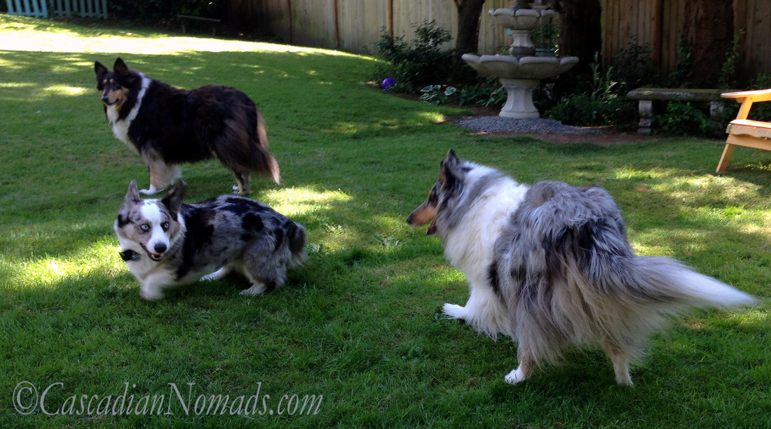 Blue merle cardigan welsh corgi Brychwyn attempts to innitiate a playful chase with blue merle rough collie Ginger.