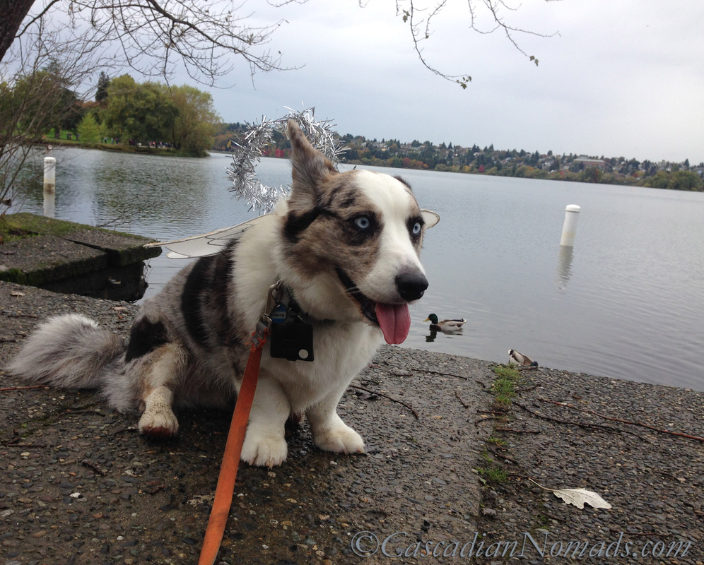 The Devil Went Down To Green Lake: A Seattle Urban Hike With Costumed Corgis
