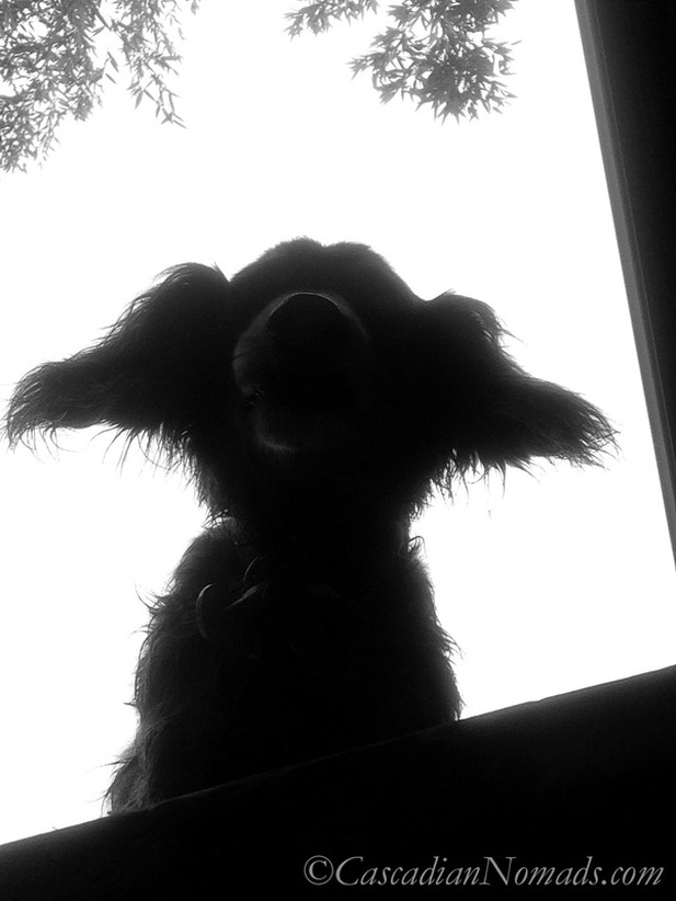 Black & White Dog Photograph: Miniature Dachshund Wilhelm Looking Down
