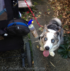 Dog Walking Esstentials: Blue Merle Cardigan Welsh corgi waits for a #DogWalkingWeek walk