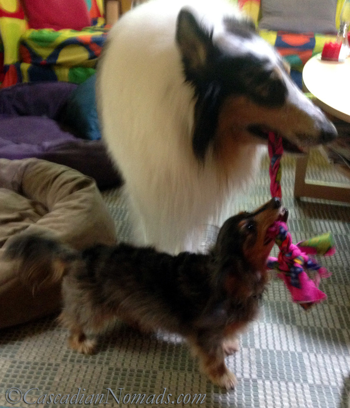 Rough collie Huxley and miniature dachshund Wilhelm begin a tug with a K9 Bytes toy