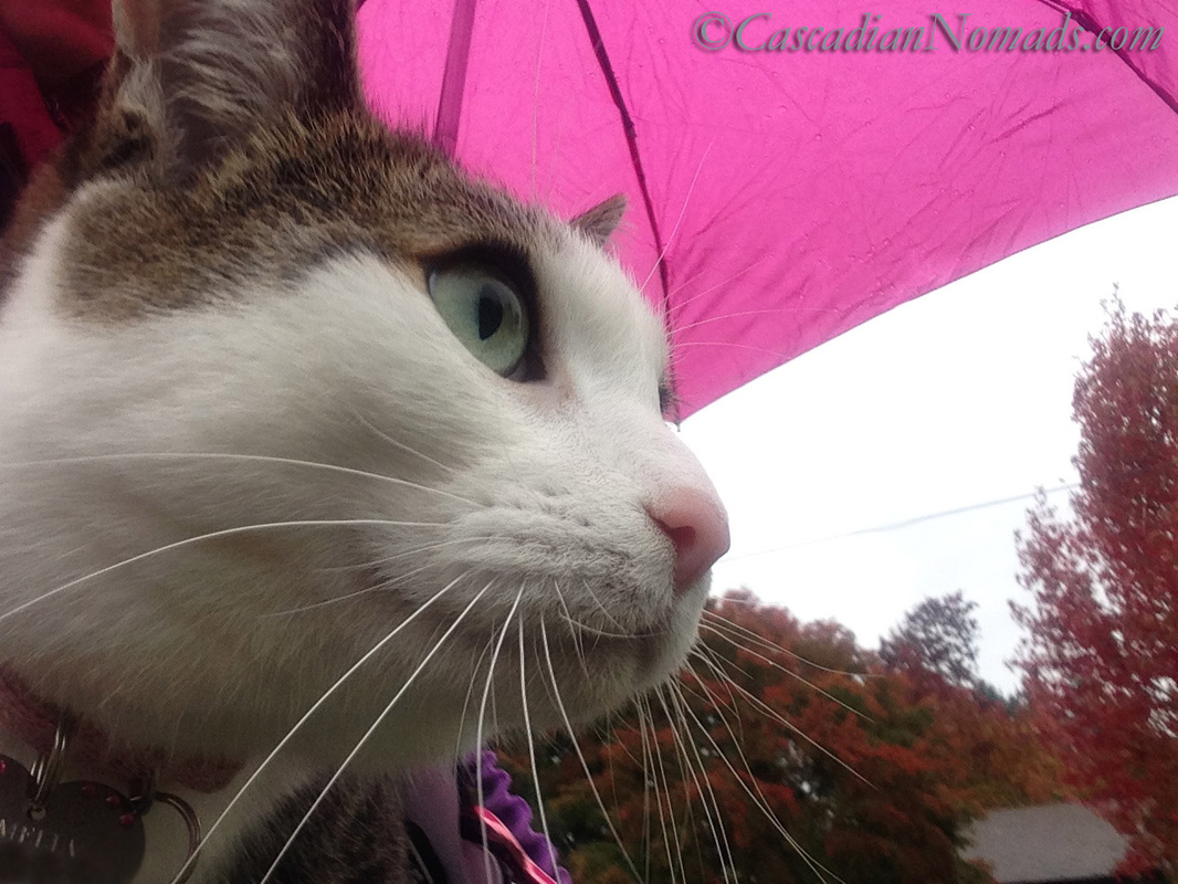 Cat Amelia on a rainy Seattle adventure under a pink umbrella.