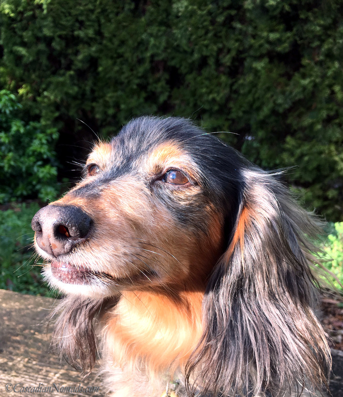 Miniature long haired black and tan dapple (silver) dachshund Wilhelm portrait headshot. #Dogwood52 #DogwoodWeek4