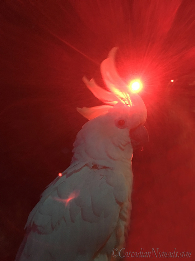 Trtion cockatoo Leo with his crest raised silhouetted by a red light for an artistic red themed parrot photo. #Dogwood52 #DogwoodWeek3