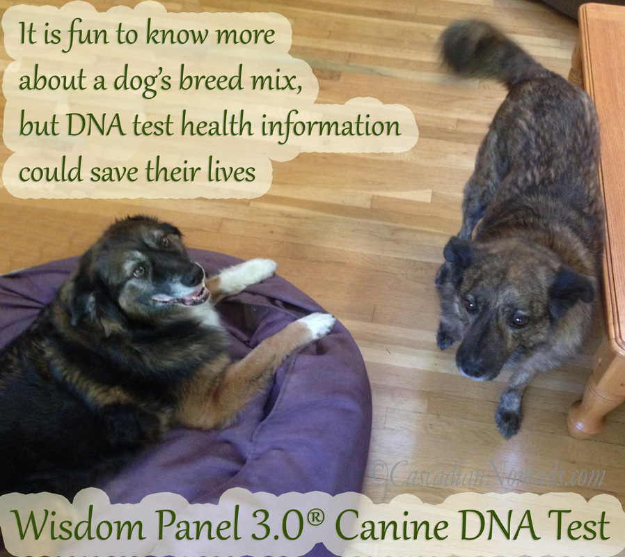 Wisdom Panel 3.0 now includes MDR1 gene testing and could potentially dogs lives.