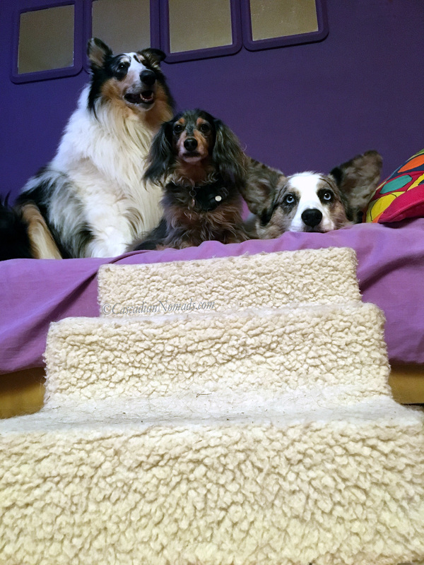 Rough collie Huxley, miniature dachshund Wilhelm and Cardigan Welsh corgi Brychwyn at the top of the pet stairs that lead to the couch.