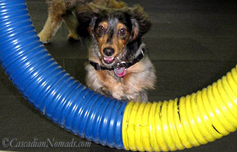 Miniature long haired dachshund Wilhelm enjoying agility
