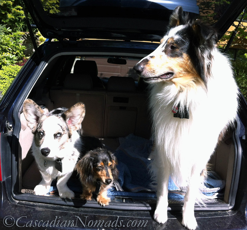 Canine Influenza: It is safe for dogs to travel? Blue merle cardigan welsh corgi dog Brychwyn, dapple dachshund dog Wilhelm and harlequin blue merle rough collie dog Huxley are ready to hit the road.