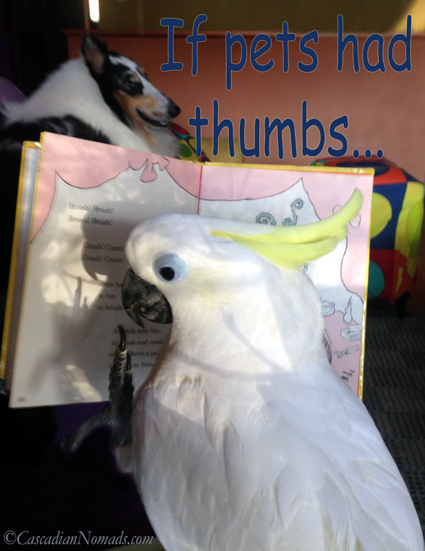 If Pets Had Thumbs Day... Trtion cockatoo Leo, rough collie Huxley and Dr. Seuss book page about a fabulous pet.