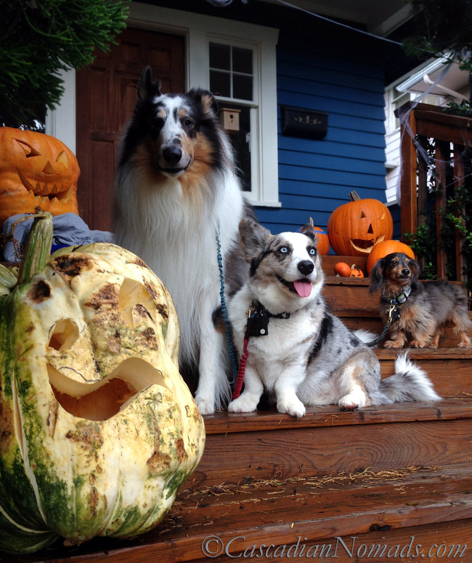 It's The Great Pumpkin Wordless Wednesday: Fun Halloween photographs of dogs, a rough collie, a corgi and a dachshund, with giant jack-o-lantern pumpkins. 