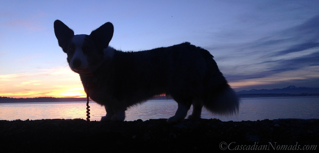 Blue merle cardigan welsh corgi Brychwyn and a late January sunset from Lowmann Beach in West Seattle