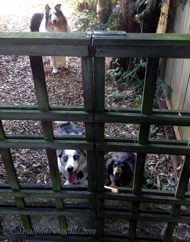 If Pets Had Thumbs Day: Thumbs aren't the only problem a corgi and a dachshund have with opeing the garden gate. When is pets get taller day?