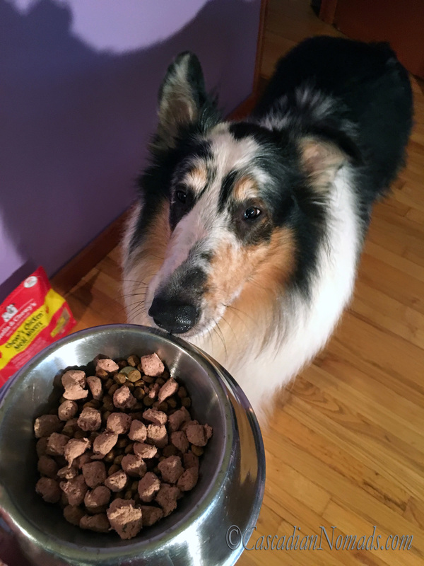 Meal Mixers and kibble just before rough collie Huxley eats. #KickStartYourKibble