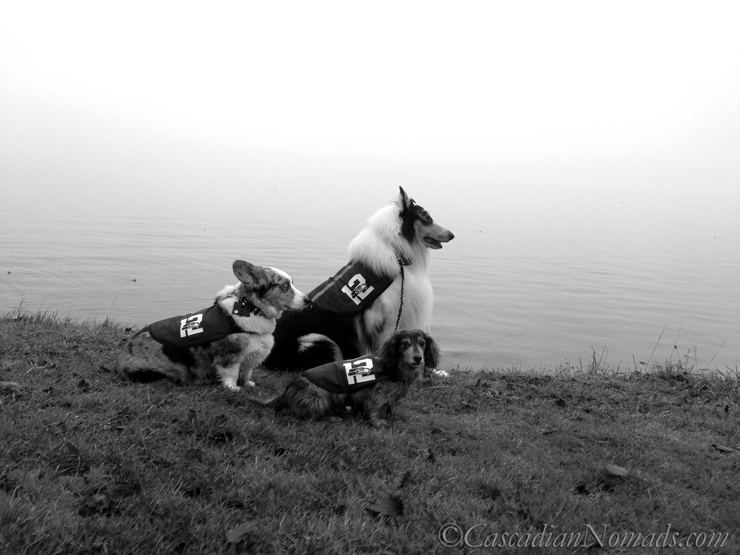 Seattle Seahawks 12th Pup corgi, collie and dachshund dogs pose for a beautiful black and white photograph next to Puget Sound- all but one are focused on a win!