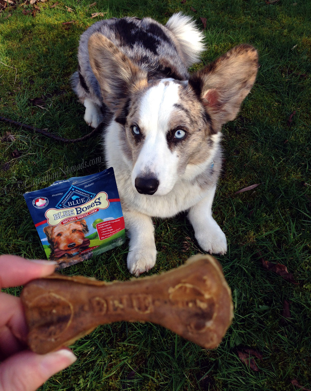 Blue Merle Cardigan Welsh Corgi Brychwyn waits for his BLUE Bones Natural Dental Chew #DogDentalHealth