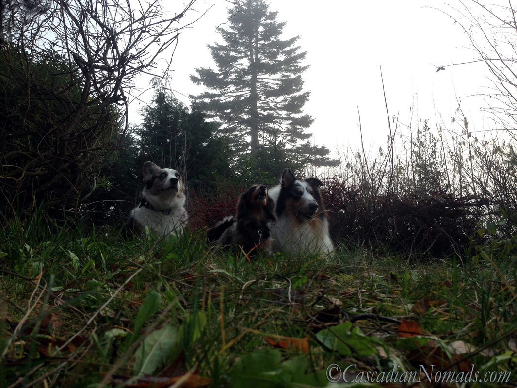Blue merle cardigan corgi, miniature long haired dachshund and rough collie dog lay low in the Seattle fog