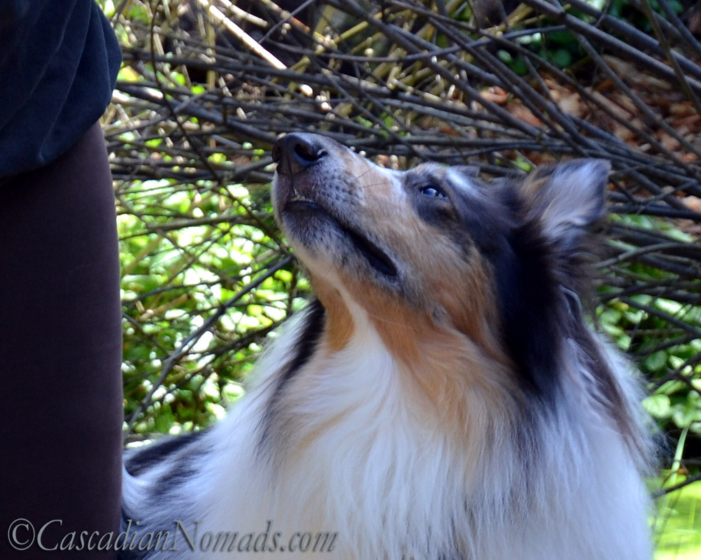 Rough collie, Huxley, gazes at his trainer during a fun filled training session.