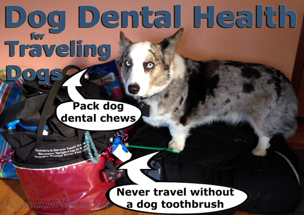 #DogDentalHealth for Traveling Dogs: Pack dog dental chews and never travel without a dog toothbrush 