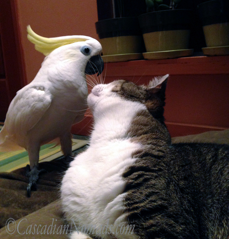 An Abyssinian tabby cat looks back at the selfie photobombing Triton cockatoo.