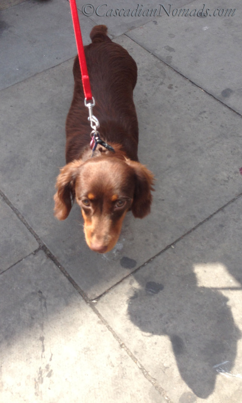 Chocolate long haired dachshund at the bus stop in London.