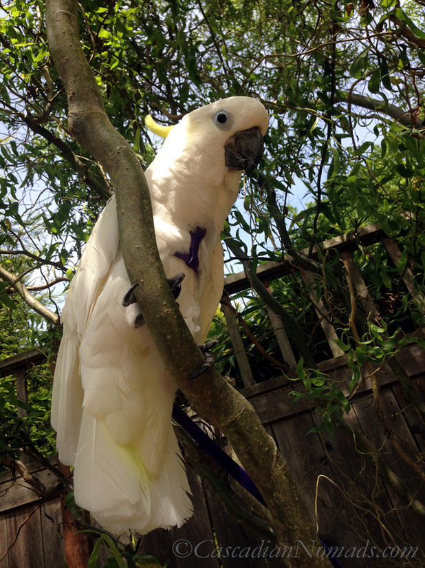Triton Cockatoo Leo perches on a corkscrew willow tree branch while wearing his flight harness in our backyard during a family gathering on Mother's Day.