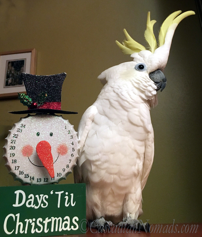 Triton cockatoo Leo observing just eleven days left until Christmas.