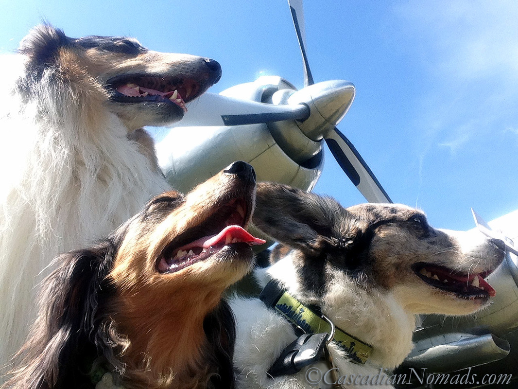 Rough collie, Miniature dachshund and Cardigan Welsh Corgi dogs with the propeller of a plane on display at The Museum of Flight, Seattle, Washington, Cascadia. 