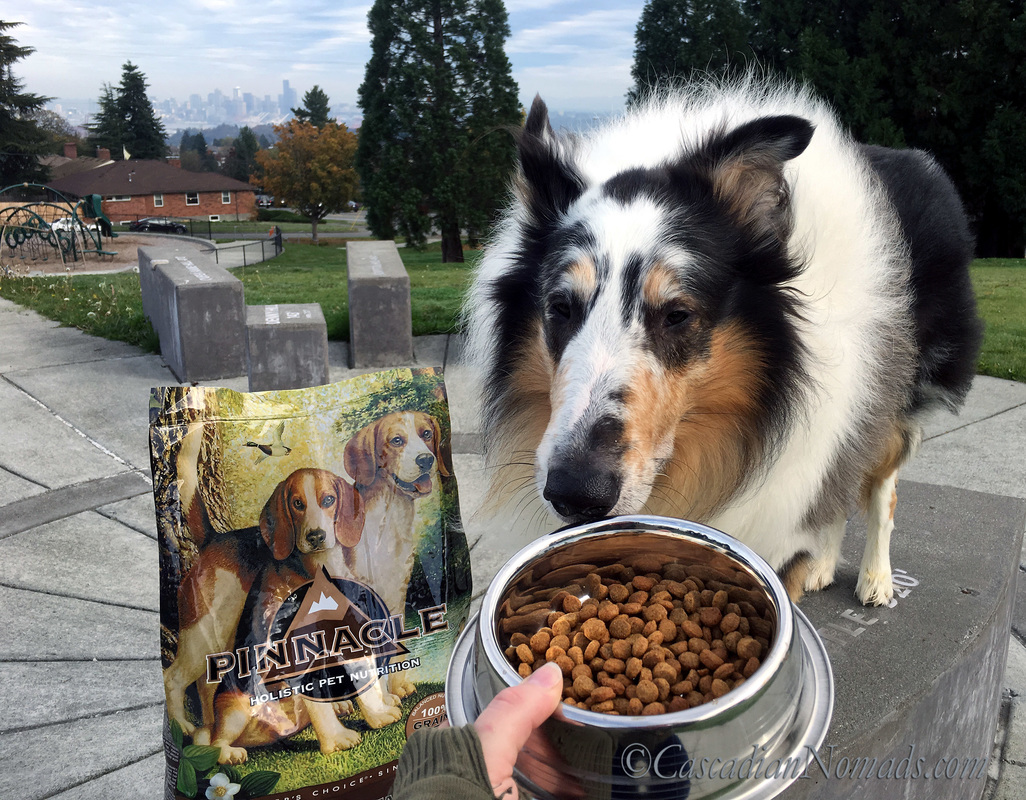 Rough collie Huxley sniffs his outdoor meal at the peak of Seattle. #PinnacleHealthyPets