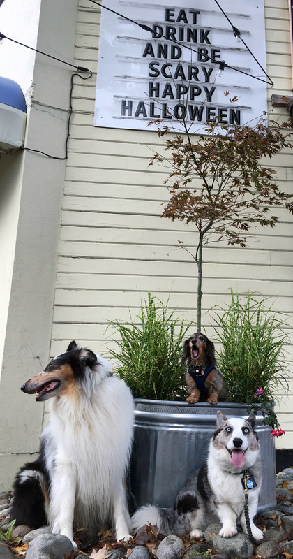 In a scary Seattle sign photo, Rough collie Huxley and Cardigan Welsh corgi Brychwyn sit while miniature dachshund Wilhelm screams.