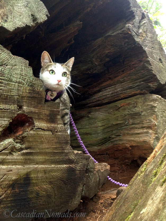 Traveling adventure cat Amelia looks out from inside a hollow log on a recent camping trip