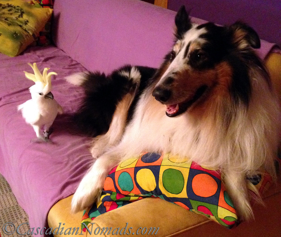 A cockatoo and a collie on the couch.