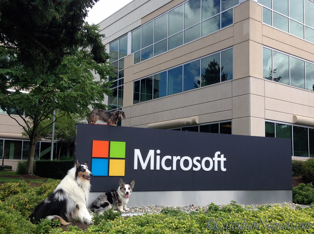 Dogs at the Microsoft Campus, Redmond, Washington: Rough collie Huxley, Cardigan Welsh corgi Brychwyn and miniature dachshund Wilhelm pose for a photo with an enterance sign