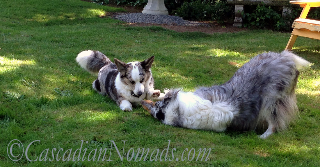 Blue merle corgi Brychwyn gives play bowing rough collie Ginger a playful face paw.