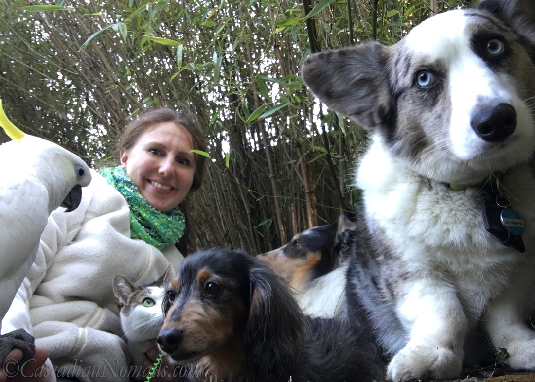 Selfie With Pets: Three Dogs, A Cockatoo & A Cat. Cardigan Welsh Corgi Brychwyn, Miniature Long Haired Dachshund Wilhelm, Rough Collie Huxley, Triton Cockatoo Leo and Abyssinian Tabby Cat Amelia. #DogwoodWeek1 #Dogwood52 Self Portrait Photography Challenge