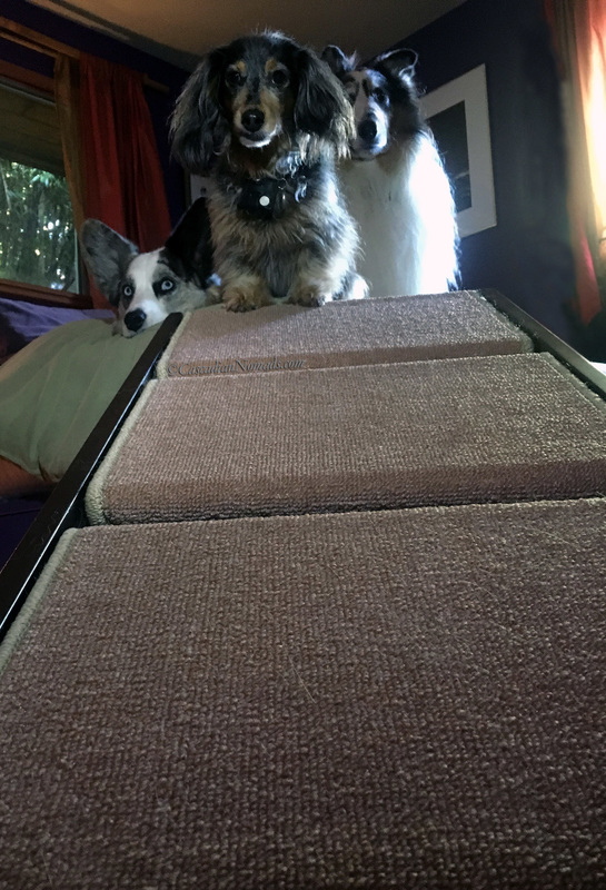 Cardigan Welsh corgi Brychwyn, miniature dachshund Wilhelm and rough collie Huxley at the top of the pet ramp that leads to the bed.