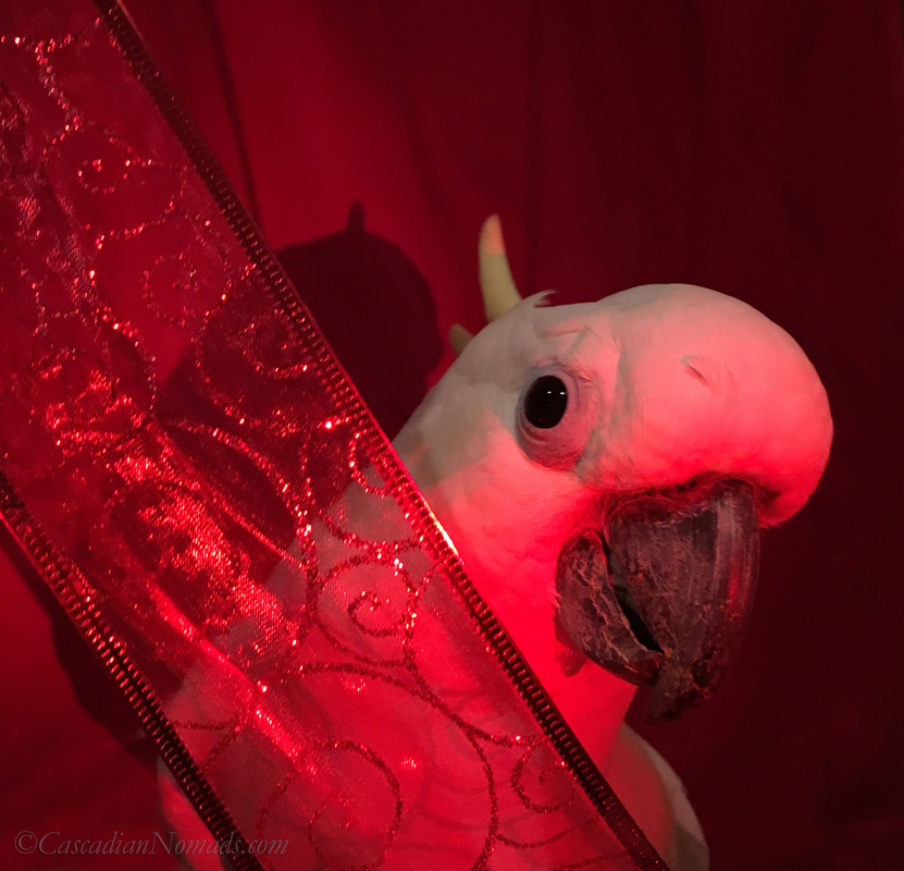 Triton cockatoo Leo peeking around a red ribbon during an artistic red themed photo shoot for the Dogwood Photography 52 Week Photo Challenge. #DogwoodWeek3 #Dogwood52