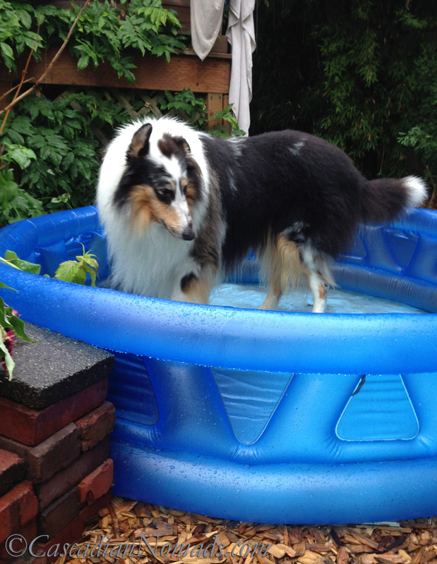  The Grass Is Always Greener In Another Fit Dog's Backyard: Blue Merle Rough Collie Huxley enjoying his (empty) pool