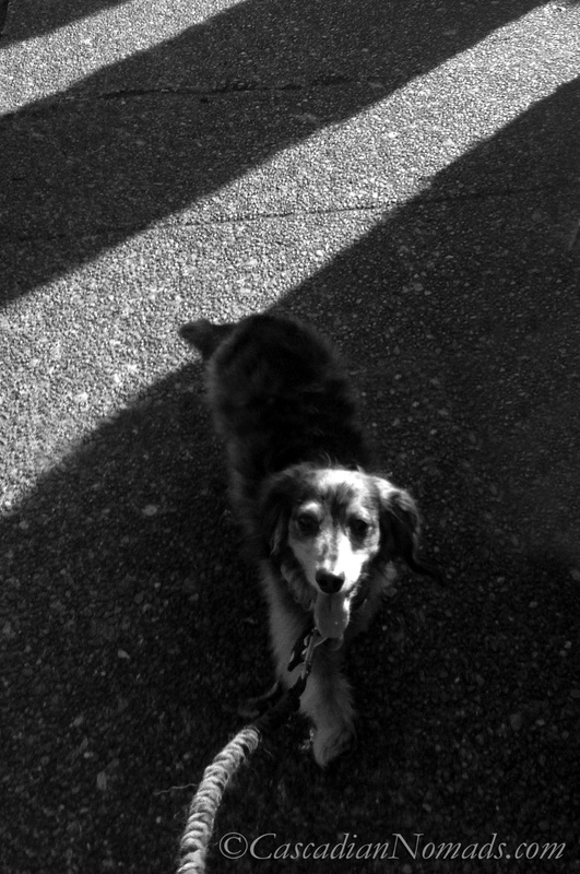 Black & White #DogWalkingWeek miniature dachshund photo