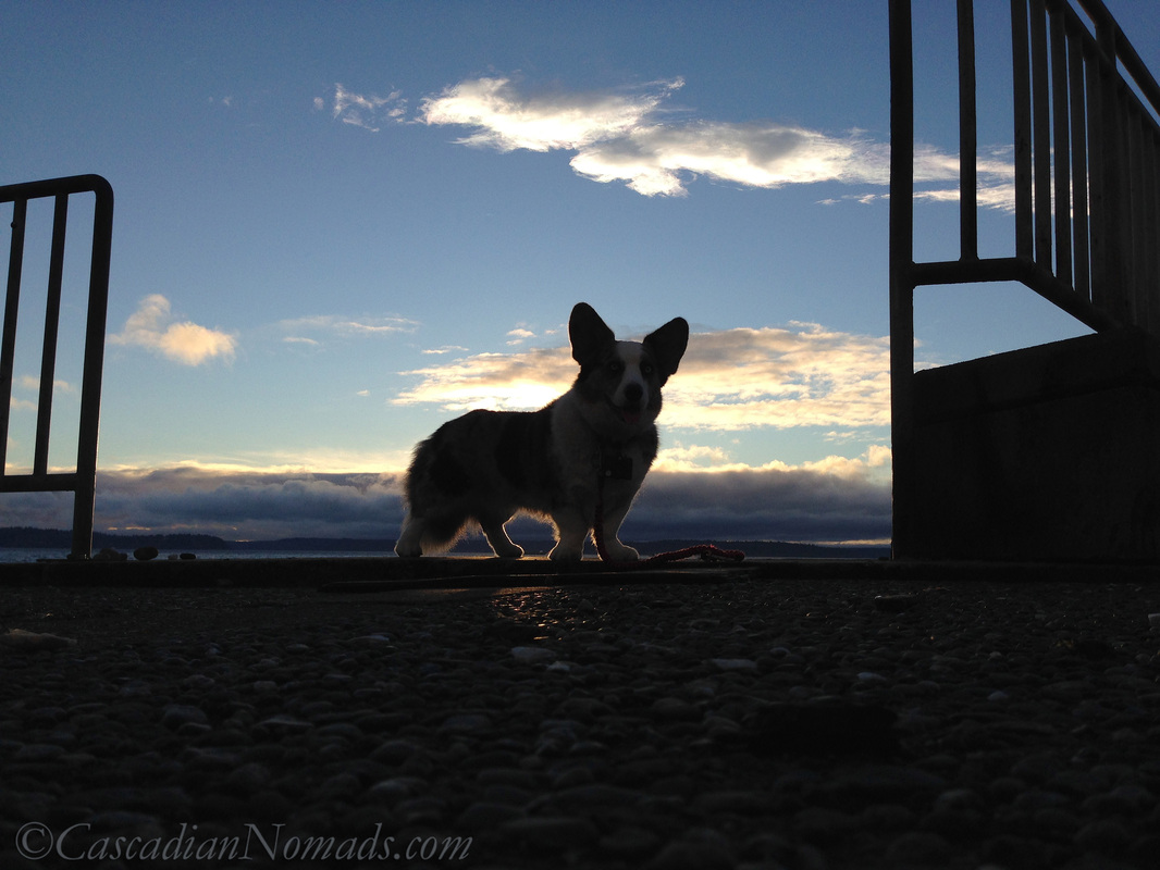 Blue merle cardigan welsh corgi Brychwyn and a late January sunset from Emma Schmitz viewpoint in West Seattle