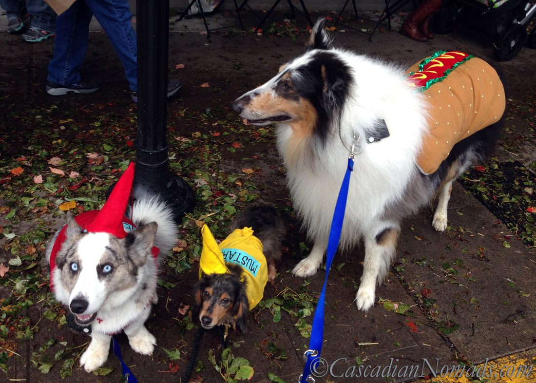 West Seattle Junction Harvest Festival Special: A Collie Dog, Corgi Ketchup & Dachshund Mustard