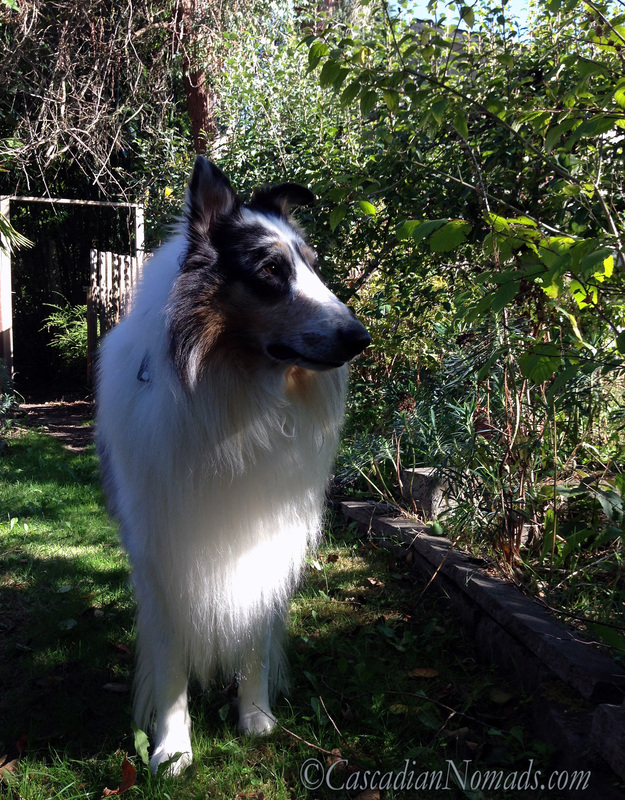 Harlequin blue merle rough collie Huxley living up to his name meaning, 