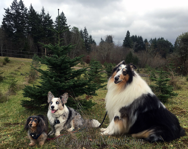 Christmas tree farm dogs: miniature dachshund Wilhelm, Cardigan Welsh corgi Brychwyn and rough collie Huxley pose with the Cacadian Nomads 2015 Christmas Tree before it is cut.