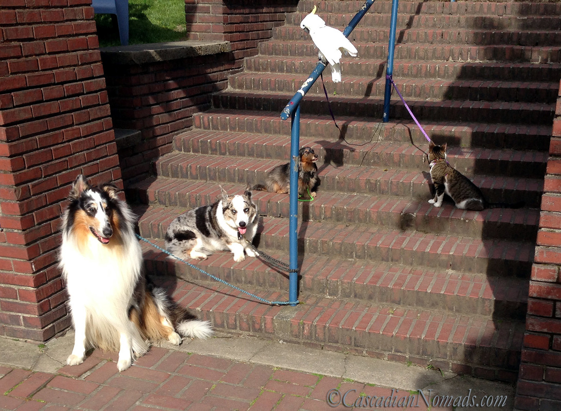 Five Pets on the Steps: Cat Amelia look sup the steps, dachshund Wilhelm looks up at cockatoo Leo, corgi Brychwyn and rough collie Huxley smile.