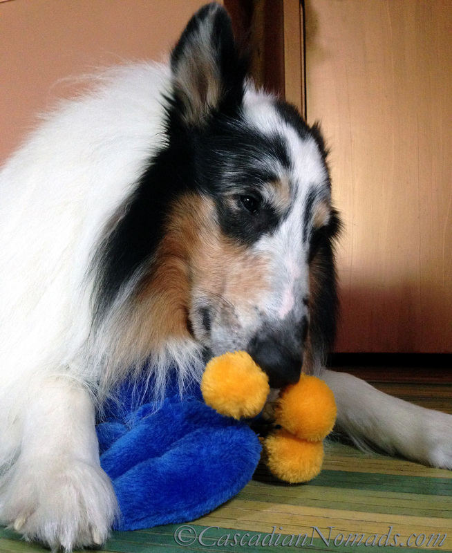 Harlequin blue merle rough collie Huxley sniffing a toy
