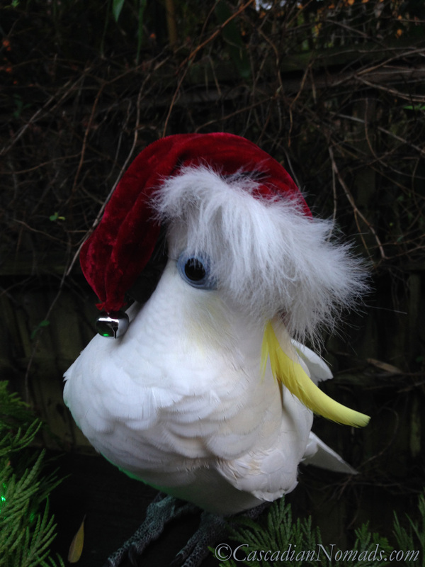How A Cockatoo Wears A Santa Hat - Santa Parrot!