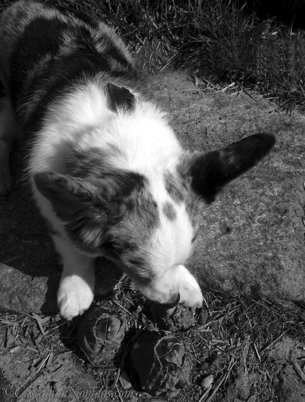 Blue merle Cardigan Welsh corgi Brychwyn sniffs a barnacle sculpture at Whale Tail Park in West Seattle